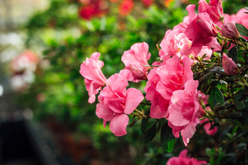 Floraison d& 39 azalée Satsuki rose (Azalée Rhododendron)