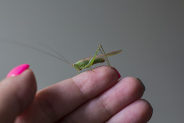 grasshopper