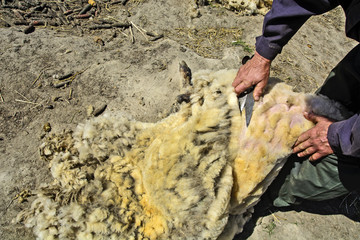 Removing a wool with the sheep