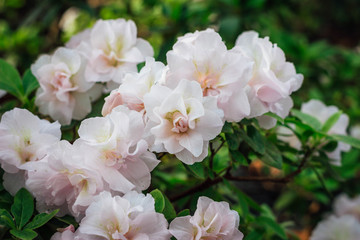 Fototapeta na wymiar Pink Satsuki azalea blooming(Azalea Rhododendron)