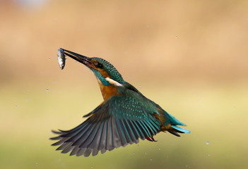 Kingfisher