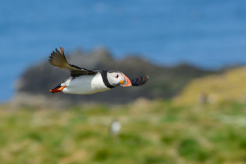 Puffin in Flight