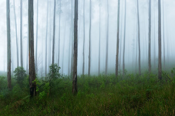 View of into the trunks of tropical trees during mist. Rainy weather in jungle