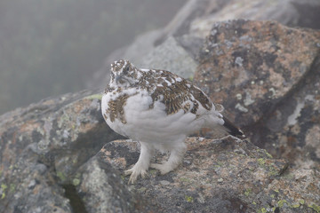 Obraz premium a snow grouse, a ptarmigan in winter coat / 夏毛から冬毛へ衣替えのライチョウ(メス)