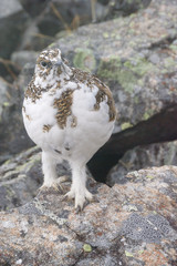 Fototapeta premium a snow grouse, a ptarmigan in winter coat / 夏毛から冬毛へ衣替えのライチョウ(メス)