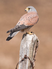 Kestrel Feeding