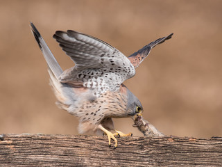 Kestrel Feeding