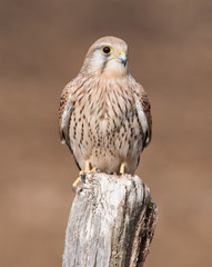 Kestrel Feeding