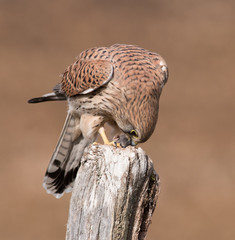 Kestrel Feeding