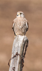 Kestrel Feeding