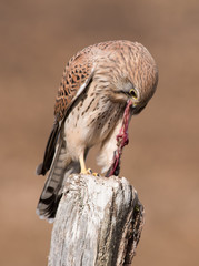 Kestrel Feeding