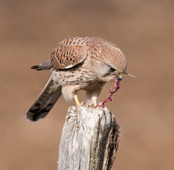 Kestrel Feeding
