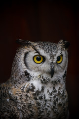Boreal owl portrait on dark background.