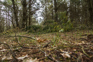 BOSQUE VERDE EN OTOÑO 