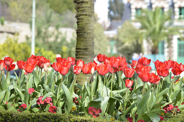 Obraz premium massif de tulipes rouges