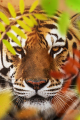 Close up of a Siberian tiger (Panthera tigris altaica).