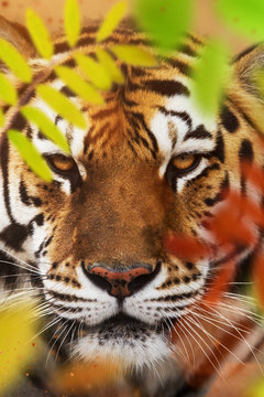 Close up of a Siberian tiger (Panthera tigris altaica).