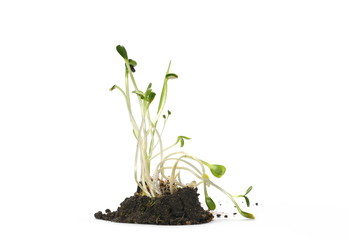 Germination of sunflower isolated on white background