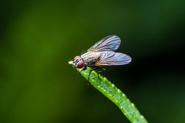 Exotic Drosophila Fruit Fly Diptera Insect on Green Grass
