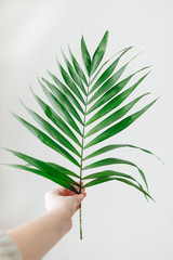 Fototapeta premium Big palm leave on whitebackground in woman's hand