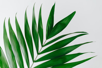 Close up of green palm leave