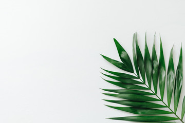 Green palm leave on white background