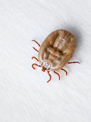Encephalitis Virus or Lyme Disease Infected Tick Arachnid Insect Pest Crawling on White Background