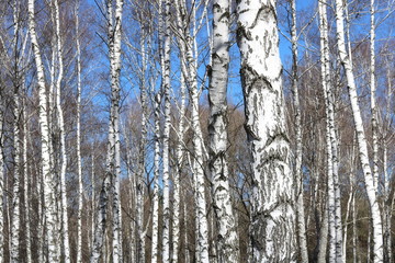 Fototapeta premium Trunks of birch trees in forest / birches in sunlight in spring / birch trees in bright sunshine / birch trees with white bark / beautiful landscape with white birches