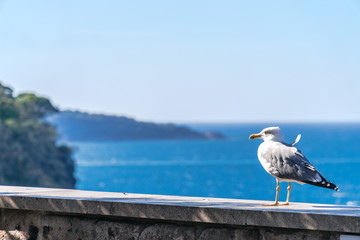 Herring gull standing on a post with a backdrop of sea of Naples Sorrento, Italy