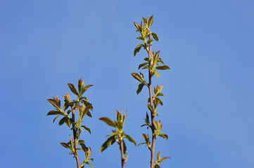 abstract sunny beautiful Spring background
