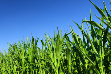 green fresh cornfield 