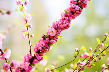 Blooming Japanese plum