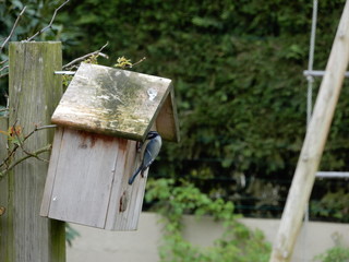 Mésange