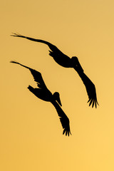 Two Pelicans  flying at sunset