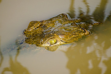 Orinoco crocodile (Crocodylus intermedius)
