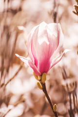 Delicate pink magnolia flower. natural spring garden background.
