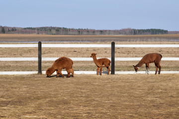 Three young alpacas eat grass