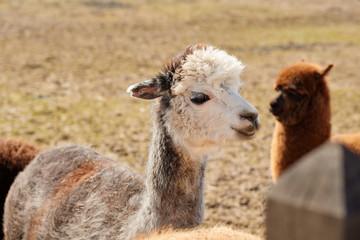 Obraz premium Portrait of one white alpaca in a Lithuanian farm in the spring