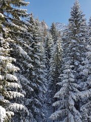 Biberwier, Austria 2018