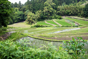 Vibrant green Japanese rice fields in early summer