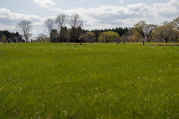 Spring of Akimoto Ranch in Chiba Prefecture, Japan