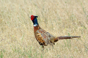 Fototapeta premium Ring-necked pheasant (Phasianus colchicus)