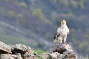Egyptian Vulture on a Rock, into the Mountains