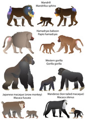 Collection of monkeys living in the territory of Africa and Asia: wanderoo (lion-tailed macaque), japanese macaque (snow monkey), gorilla, hamadryas baboon, mandrill