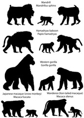 Collection of silhouettes of monkeys living in the territory of Africa and Asia: wanderoo (lion-tailed macaque), japanese macaque (snow monkey), gorilla, hamadryas baboon, mandrill
