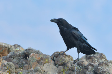 Common raven (Corvus corax)