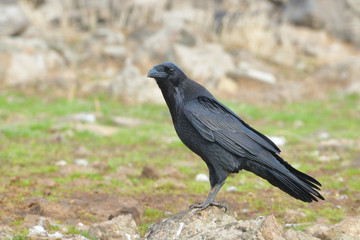 Common raven (Corvus corax)