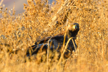 Golden Eagle Sitting on the Ground