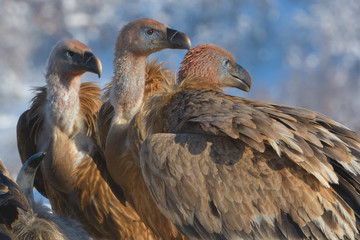 Griffon Vultures in Winter Landscape, into the Mountains