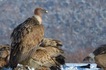 Griffon Vulture Resting on a Rock, in Mountains, in Winter